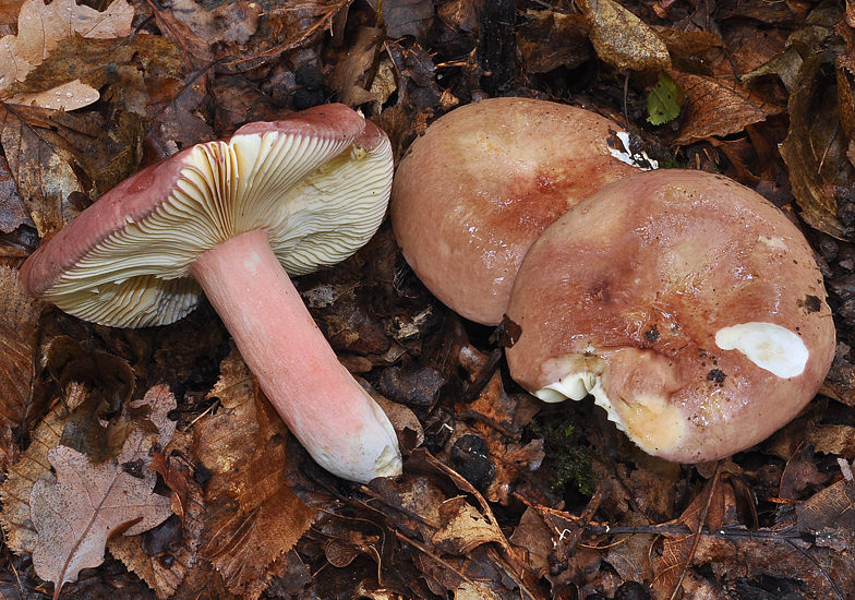 Russula vinosobrunnea