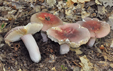 Russula vinosobrunnea