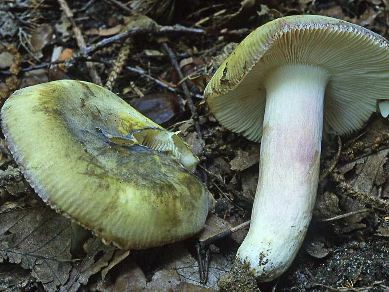 Russula violeipes