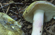 Russula violeipes