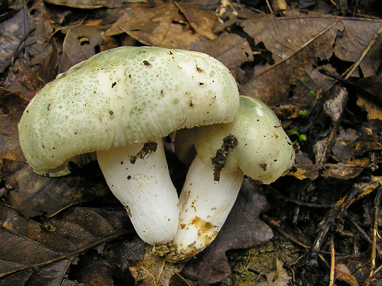 Russula virescens