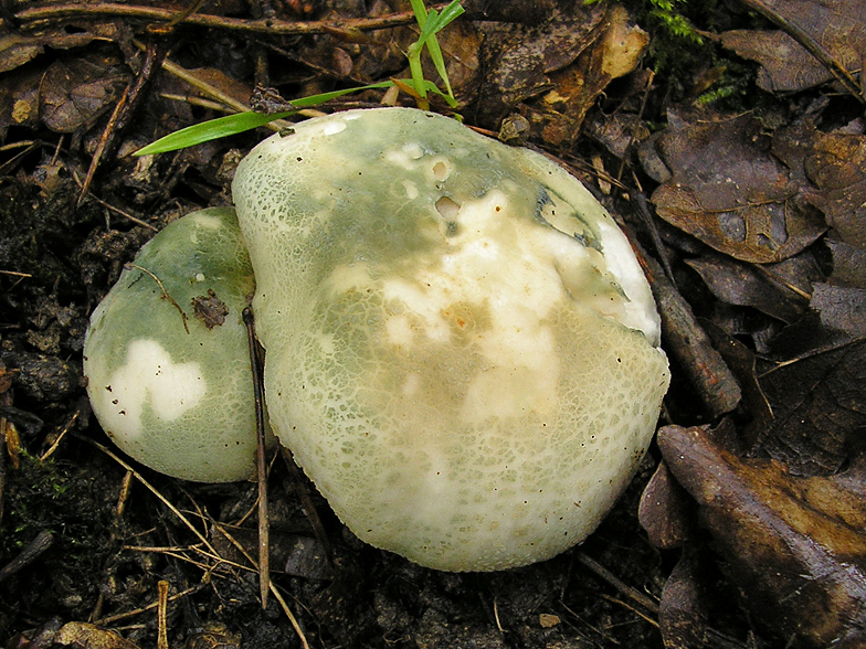 Russula virescens