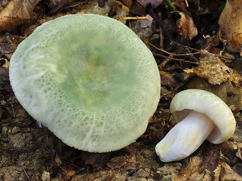 Russula virescens