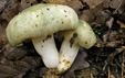 Russula virescens