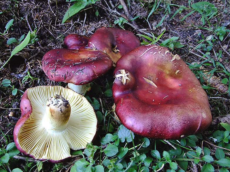 Russula viscida