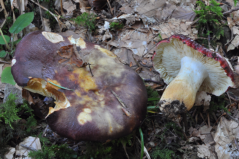 Russula viscida