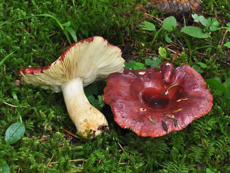 Russula viscida