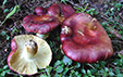 Russula viscida