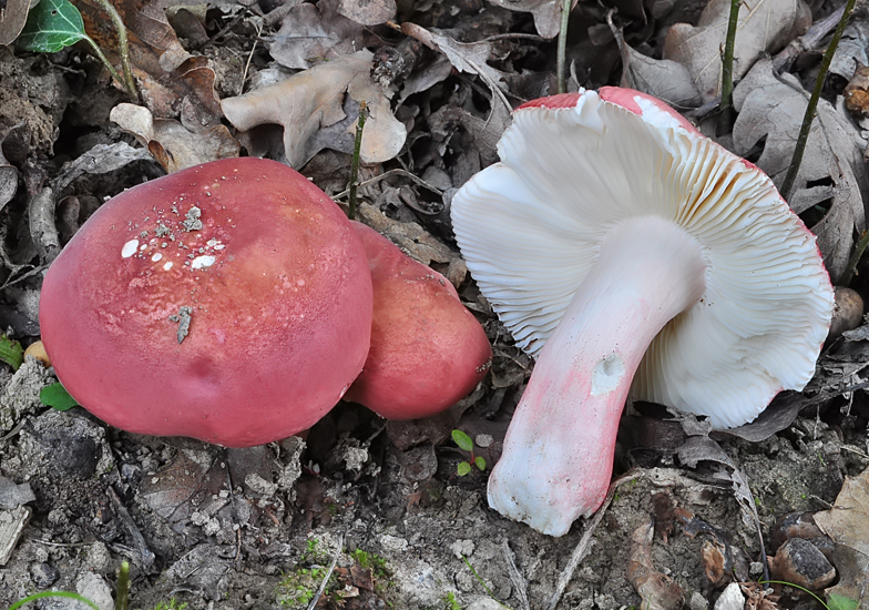 Russula zvarae