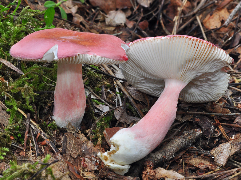 Russula zvarae