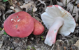 Russula zvarae