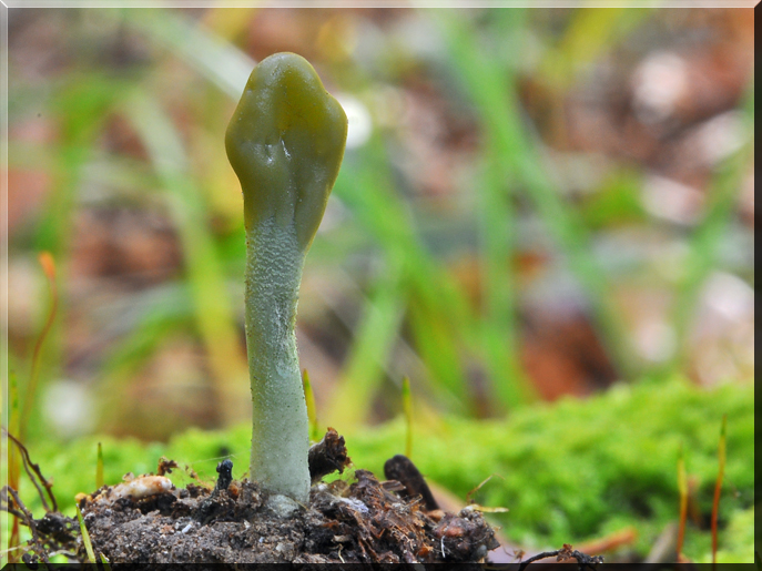 Microglossum griseoviride