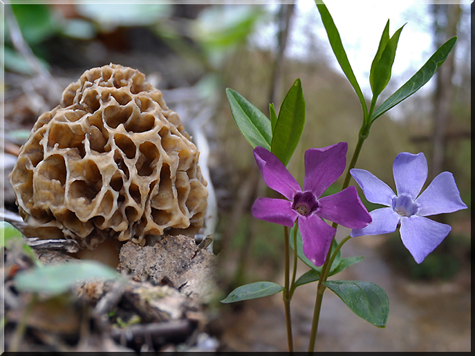 Morchella et Vinca