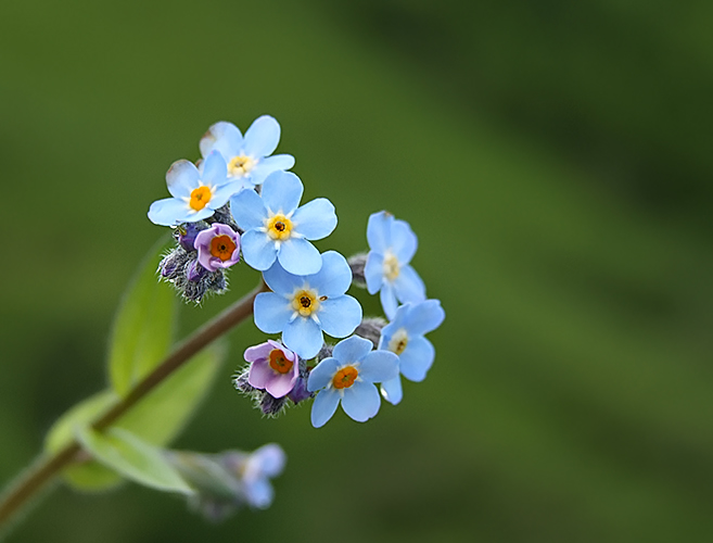 Myosotis