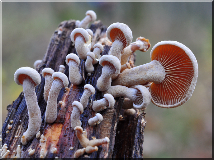 Panellus stipticus