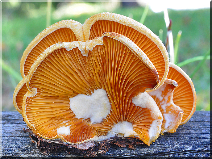 Phyllotopsis nidulans