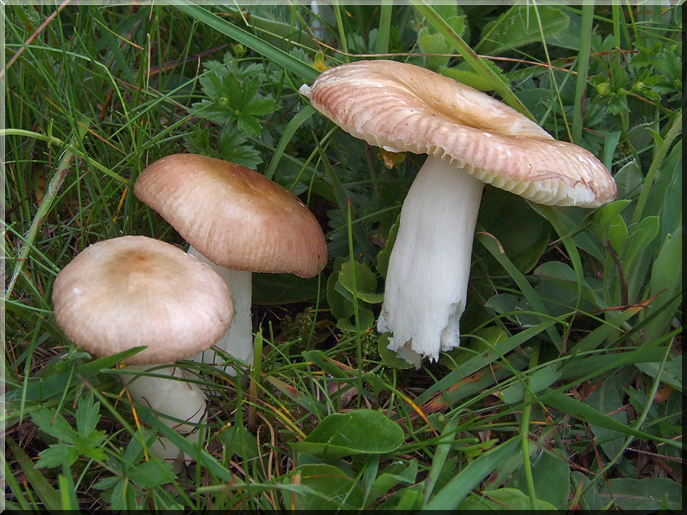 Russula nauseosa