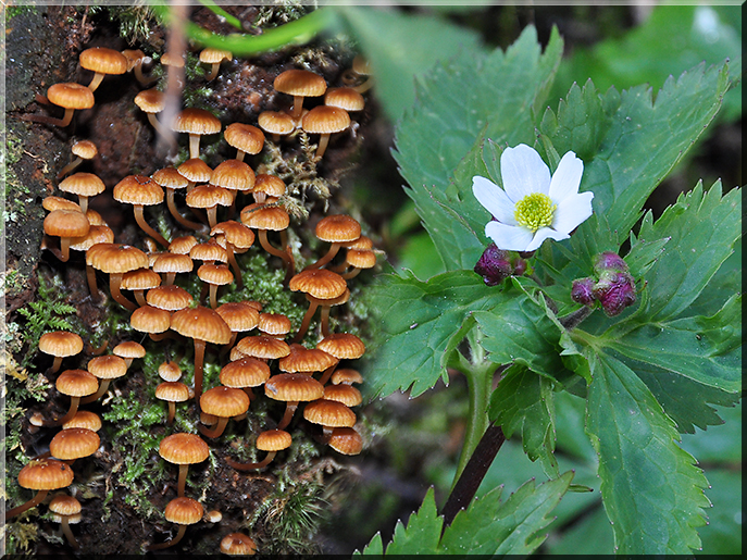 Morchella elata