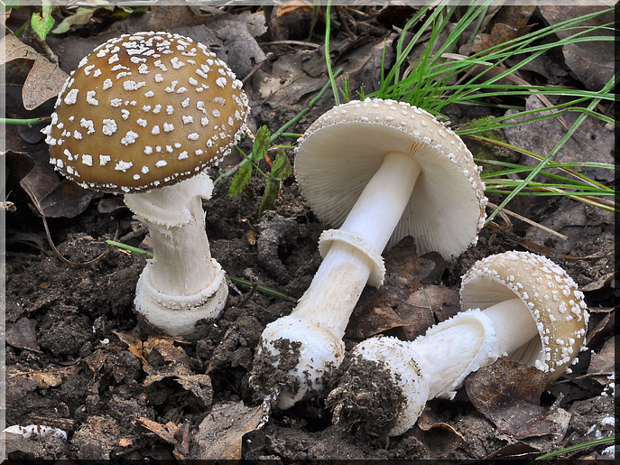 Amanita pantherina
