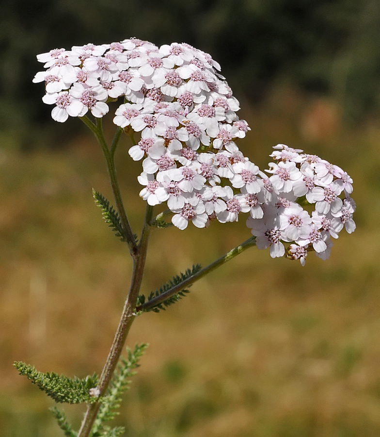 Achillea_millefolium