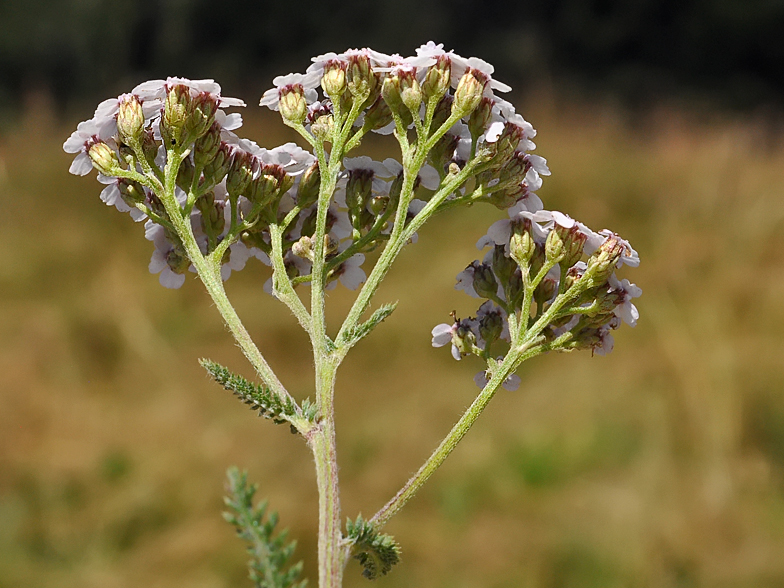 Achillea_millefolium