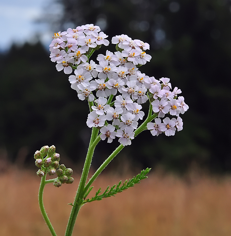 Achillea_millefolium