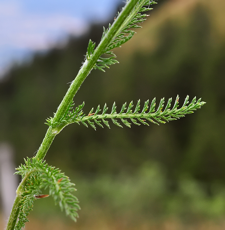 Achillea_millefolium