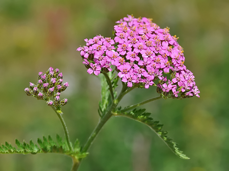 Achillea_millefolium