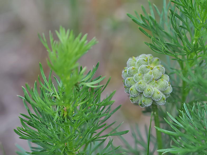 Adonis vernalis