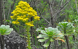 Aeonium undulatum