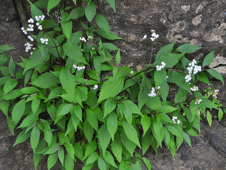 Ageratina adenophora