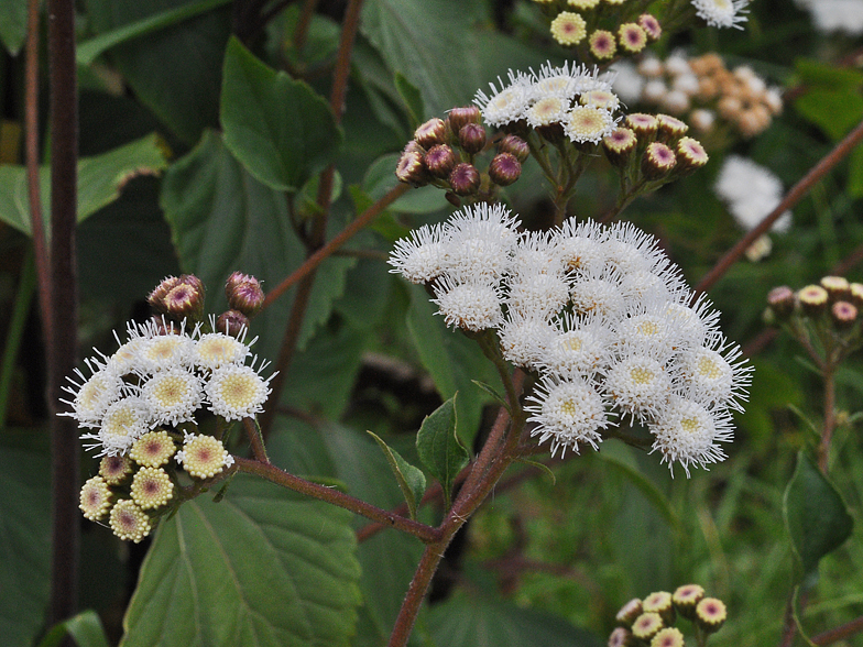 Ageratina adenophora 2