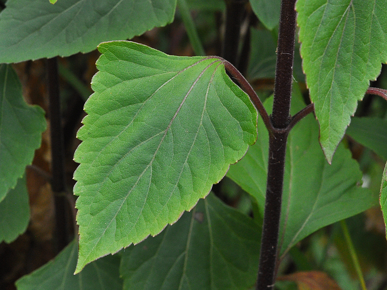 Ageratina adenophora 3