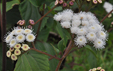 Ageratina adenophora petite