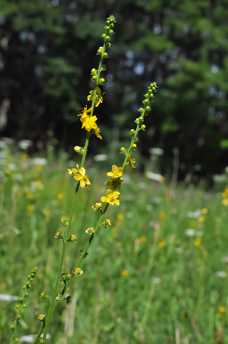 Agrimonia eupatoria