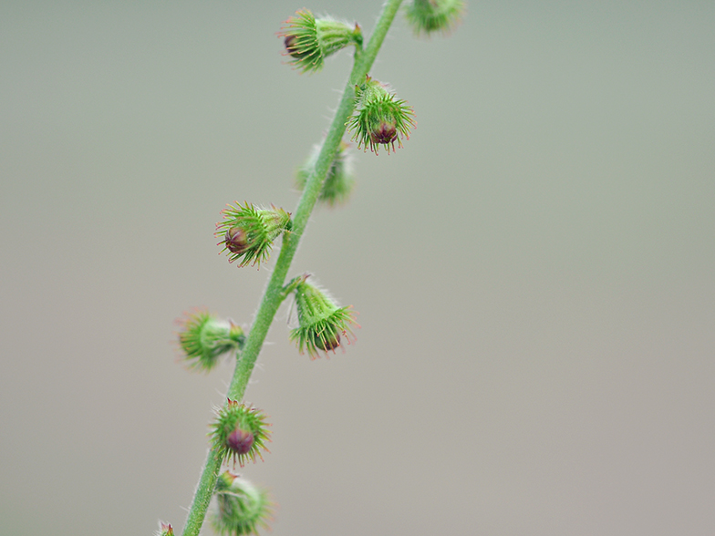 Agrimonia eupatoria