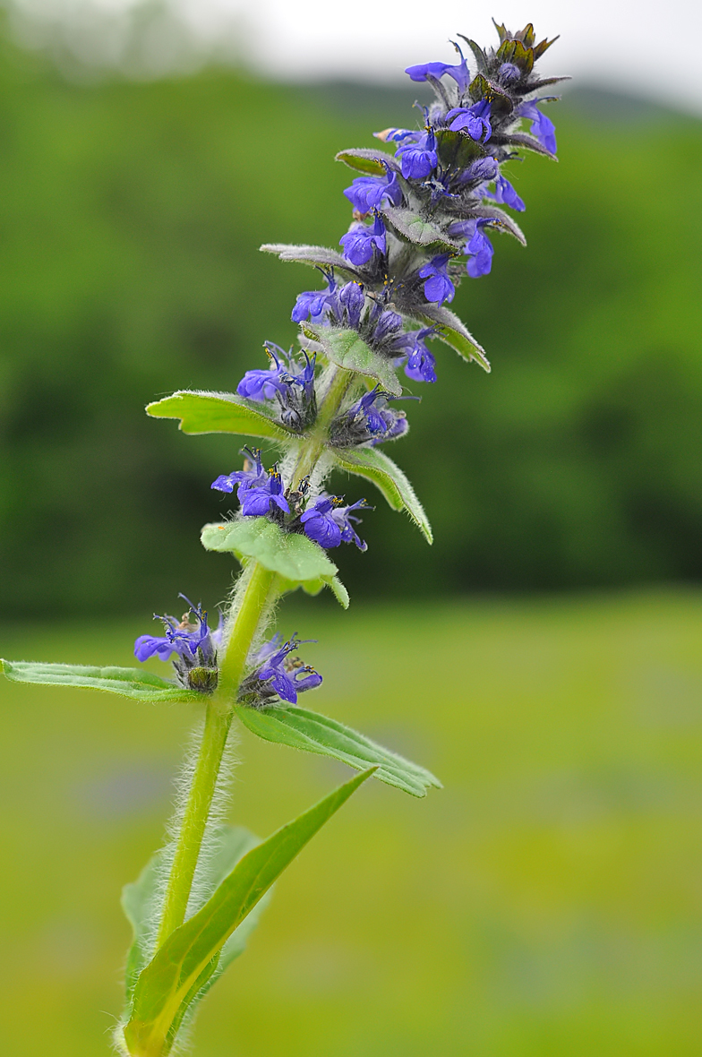 Ajuga genevensis Confort 1