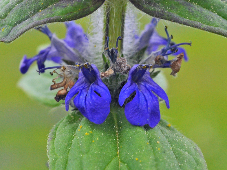Ajuga genevensis Confort 2