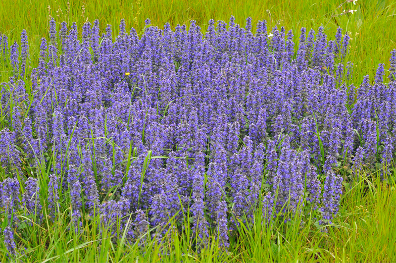 Ajuga genevensis Confort 3