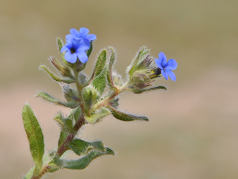 Alkanna tinctoria