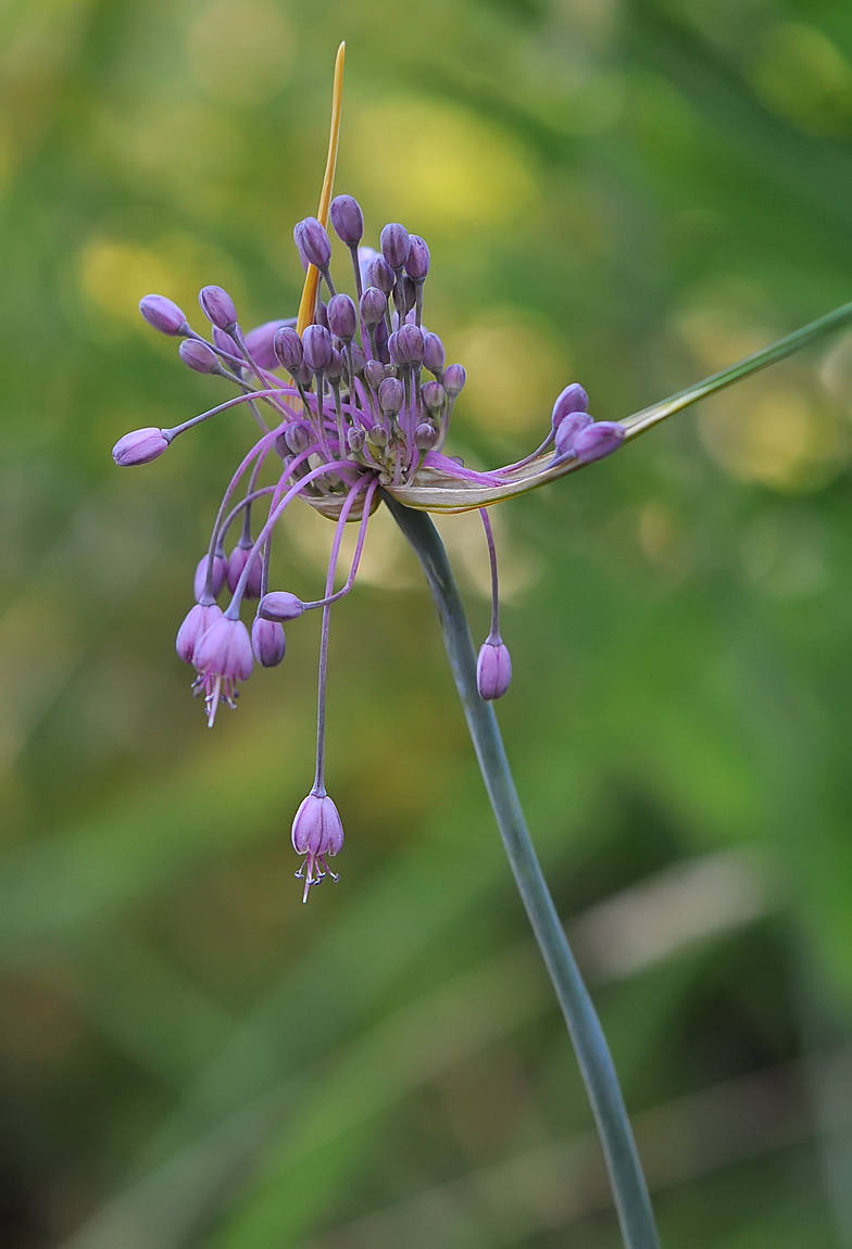 Allium carinatum