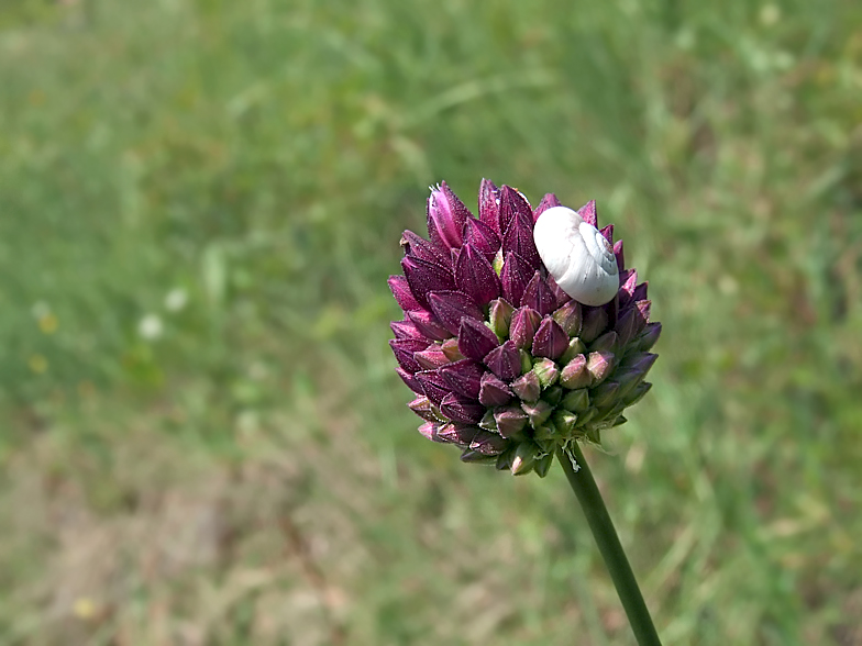 Allium rotundum