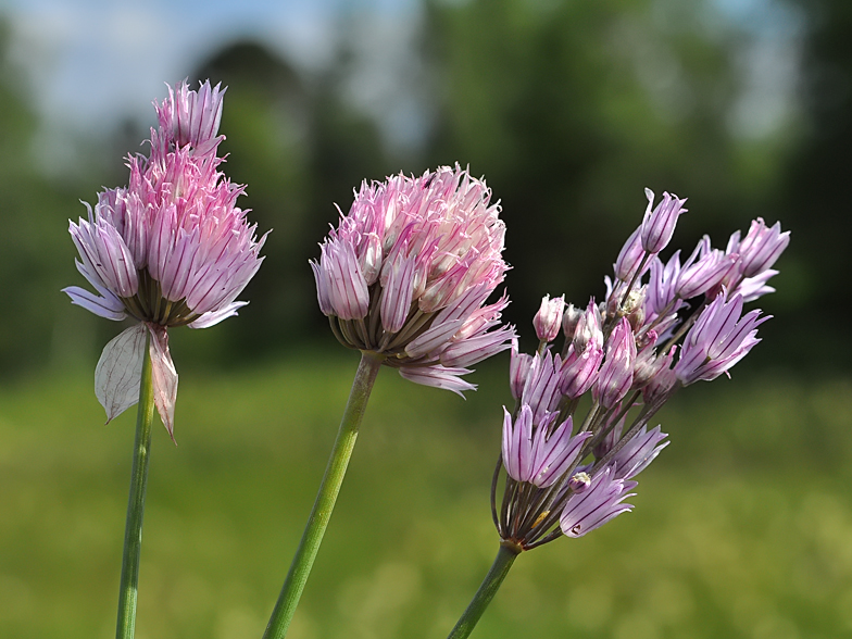 Allium_schoenoprasum