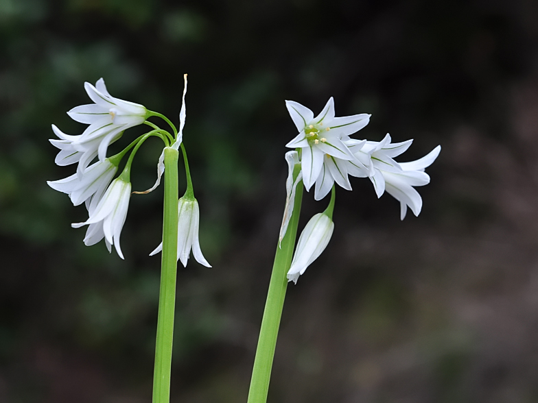 Allium triquetrum