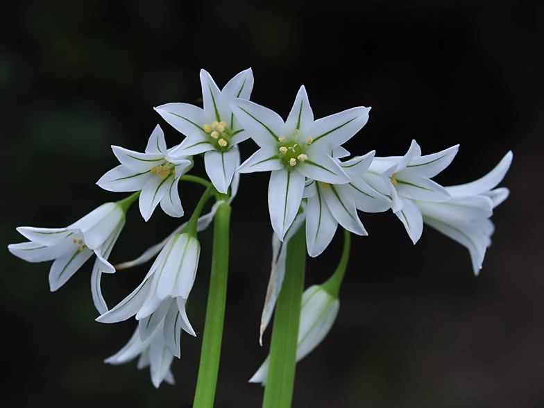 Allium triquetrum