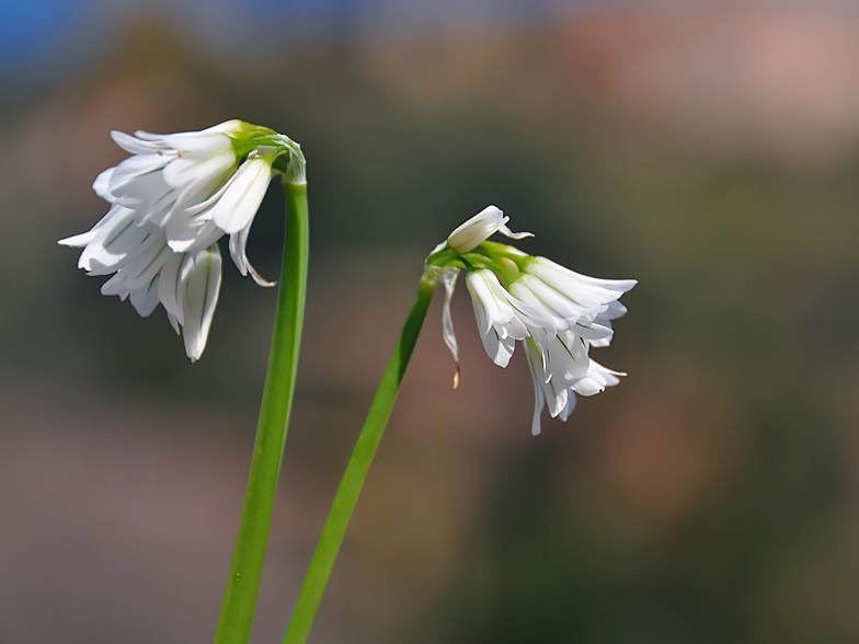 Allium triquetrum