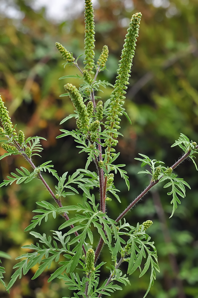 Ambrosia artemisiifolia