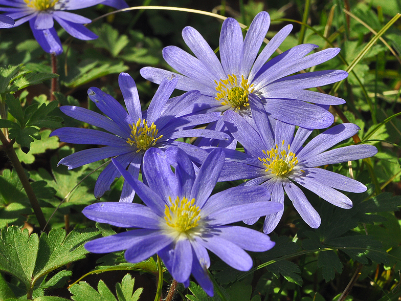 Anemone blanda