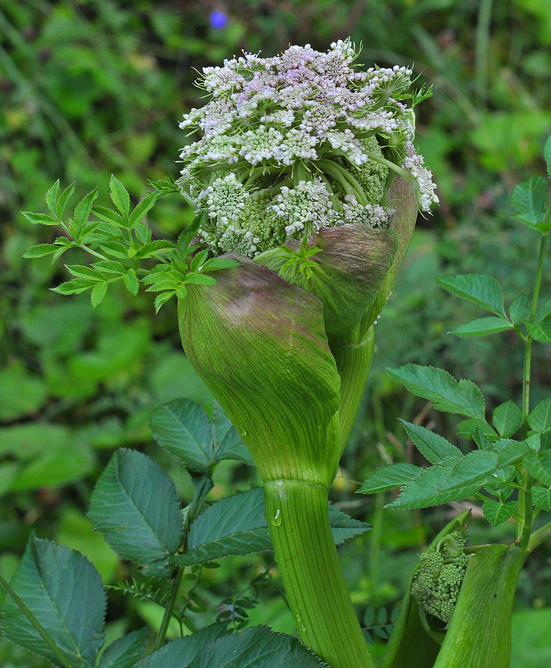 Angelica sylvestris