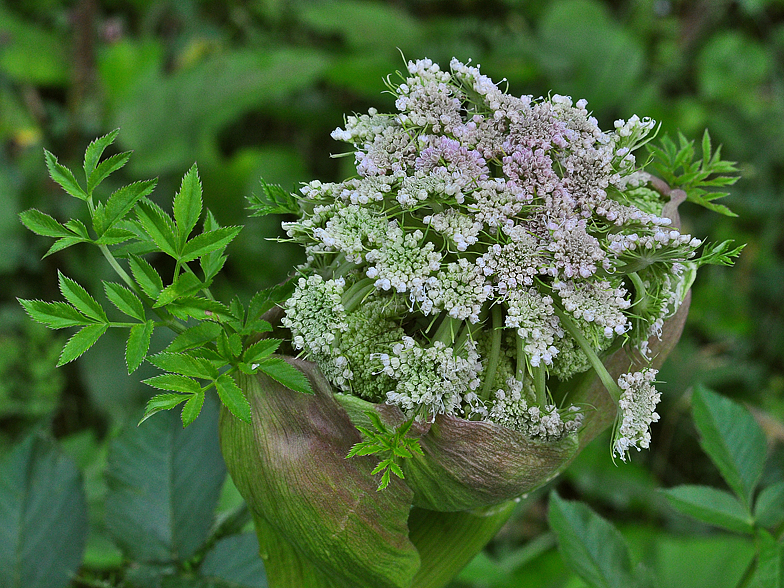 Angelica sylvestris